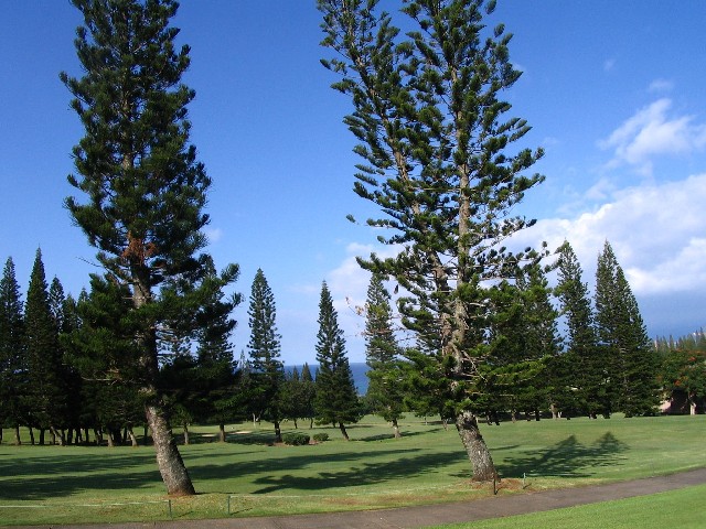 Cool Island Pines of Kapalua